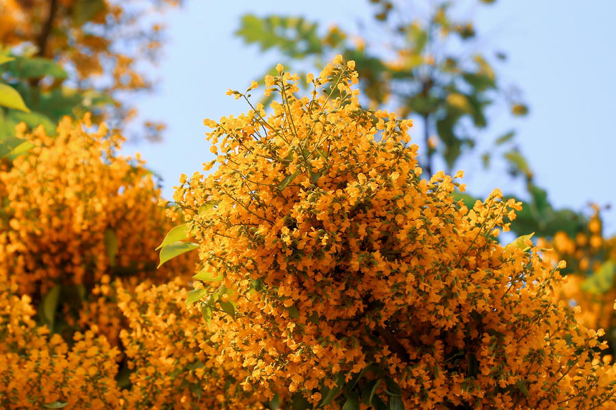  Hoa sưa vào mùa nở rộ trên những con đường Đà Nẵng