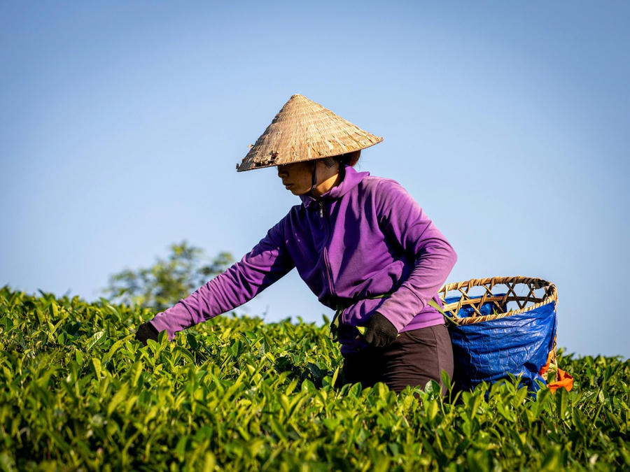 Nhà nước có chính sách hỗ trợ người tham gia BHXH tự nguyện và Chính phủ sẽ quy định cụ thể về mức hỗ trợ, đối tượng và thời gian thực hiện chính sách này, tùy thuộc vào điều kiện phát triển kinh tế - xã hội và khả năng của ngân sách nhà nước trong từng thời kỳ (ảnh minh họa nguồn internet).