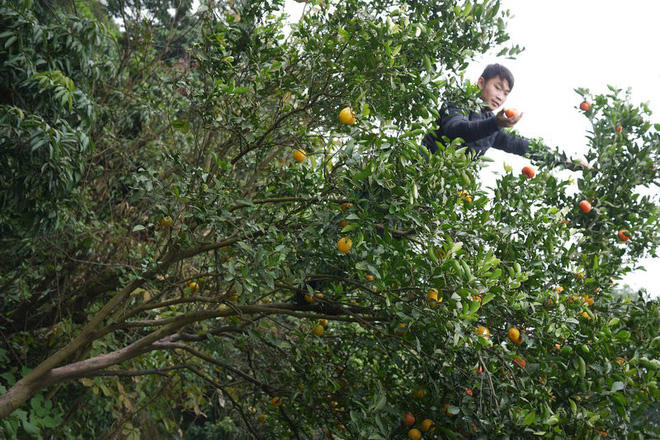 Từ khi thường xuyên live-stream, Lưu học hỏi được rất nhiều điều. Trong đó có việc đọc chữ vì Lưu đã bỏ học từ lớp 5.