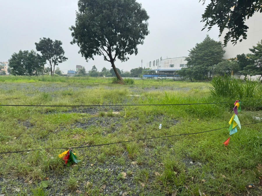 Phần lớn diện tích của dự án vẫn để hoang, cỏ dại mọc.