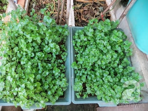 Vườn rau xanh rộng 25m&sup2; m&ugrave;a n&agrave;o thứ ấy của &ldquo;L&atilde;o N&ocirc;ng Phố&rdquo; ở H&agrave; Nội