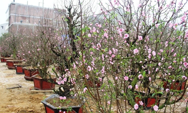 Nhiều gốc đào dáng đẹp khoe sắc chờ "chủ nhâ" mới (ảnh CTV).