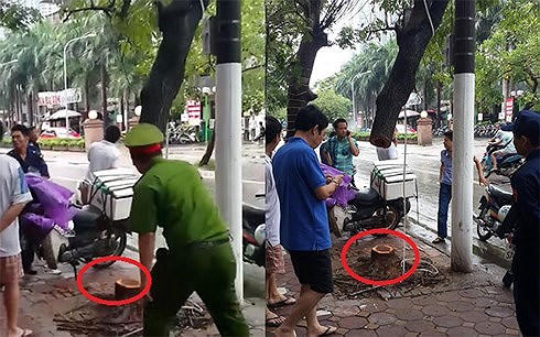 Cây gỗ sưa quý hiếm bị cưa trộm trong đêm ở Hà Nội.