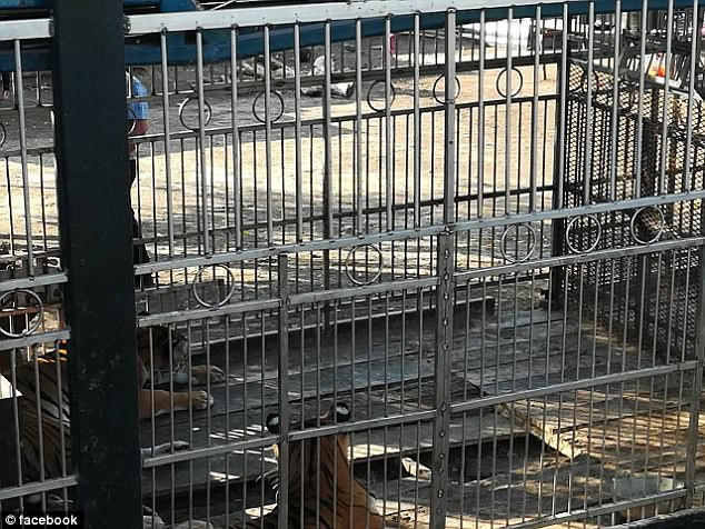 Những con hổ được nhốt trong chuồng tạm. Chúng phục vụ cho gánh xiếc.