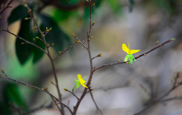 Một vài cây đã trổ bông vàng.