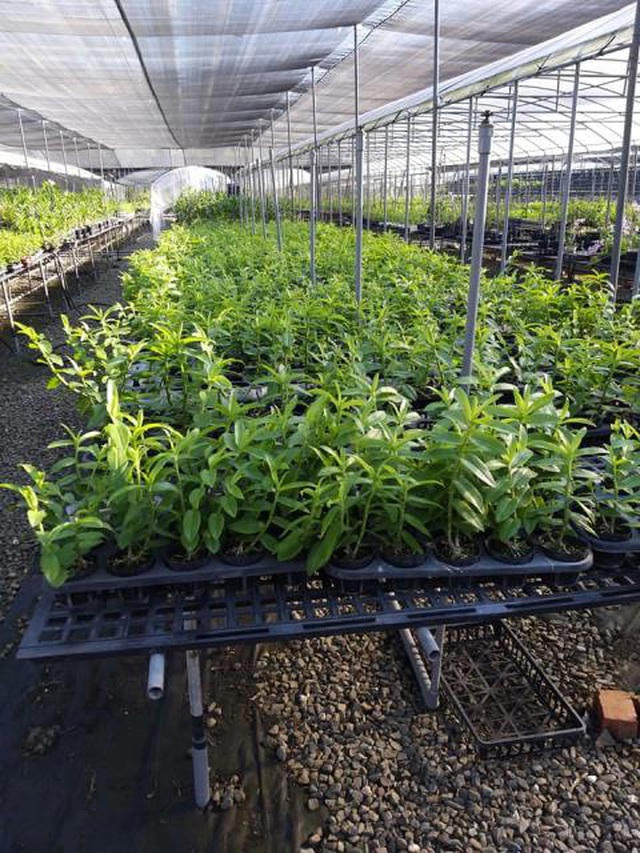 Lan Phi điệp đột biến 5 cánh trắng được cho là nhân giống bằng phương pháp nuôi cấy mô tại một nhà vườn ở Đài Loan (Trung Quốc).