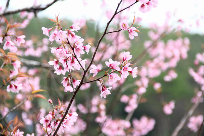 Hoa Anh Đào như nàng thơ nơ đây.