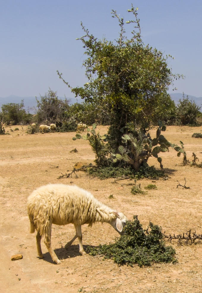 C&ocirc;ng vi&ecirc;n bonsai nơi v&ugrave;ng