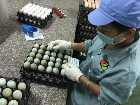 Xuất hiện trứng gà xanh siêu lạ, mỗi ngày bán 10.000 quả