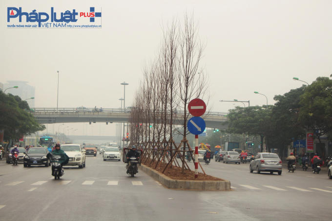 Trồng phong lá đỏ là một trong những chủ trương của TP Hà Nội về chương trình trồng một triệu cây xanh trong giai đoạn 2016-2020.