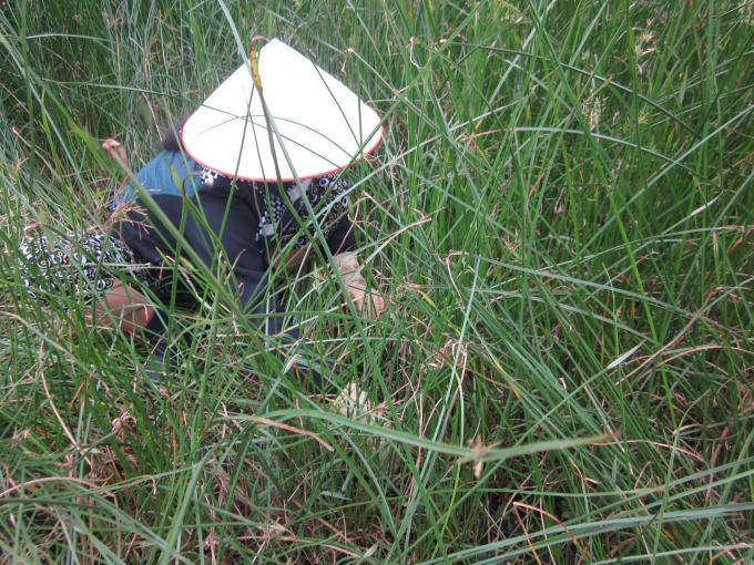 Việc chăm sóc cho cây cói khá kỳ công và tốn kém