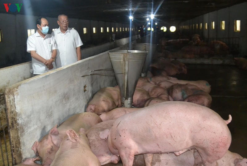 Ông Nguyễn Hữu Thắng, Giám đốc Công ty TNHH một thành viên thương mại và dịch vụ Thùy Dương Phát  kiểm tra lô lợn mới nhập.