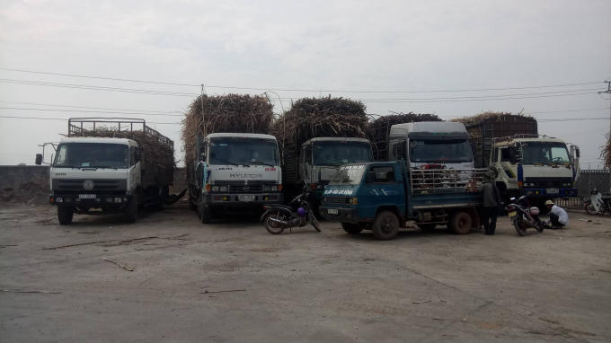Hàng chục xe tải chở mía “cồng kềnh” nằm chờ tại sân và cổng Nhà máy mía đường Đắk Lắk.