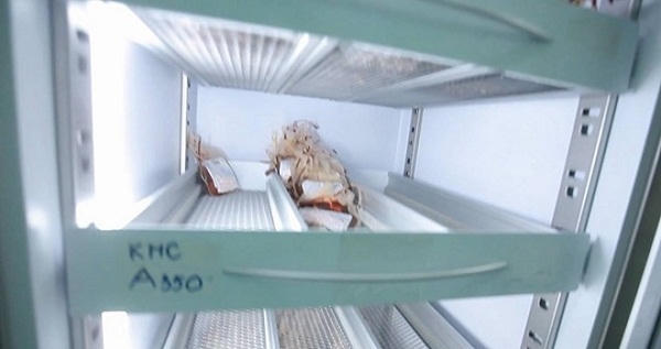 Nguồn máu đang trở nên khan hiếm (ảnh minh họa).