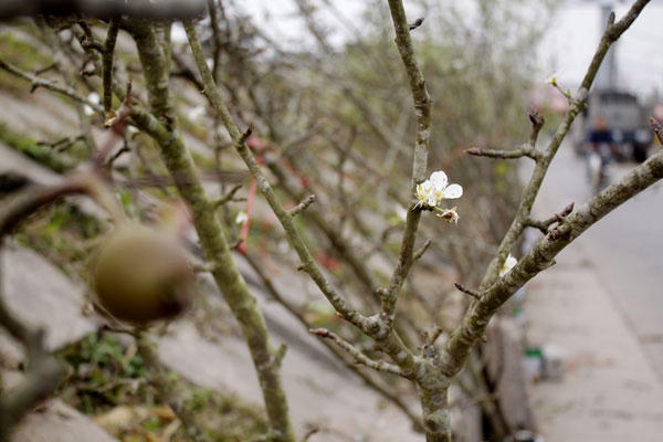 Nói về thời gian chơi hoa, anh Hùng cũng cho biết thêm, nếu chơi cành có hoa nở ít, nụ nhiều thì chơi hết tháng giêng còn chơi cành hoa nở nhiều mà nụ ít thì chơi được từ 5 cho đến 7 ngày. Ảnh: Như Trường.