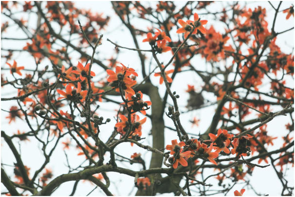 Dù bây giờ không còn nhiều cây hoa gạo nhưng tháng Ba, tháng Tư vẫn là tháng của những mùa hoa, tháng của những hoài niệm tuổi thơ ùa về trong cơn mưa phùn ảm đạm mà da diết nhớ thương.