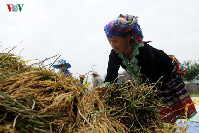 Không chỉ trồng cấy các giống lúa mới năng suất cao, ngày nay bà con đã trồng tập trung nhiều giống lúa truyền thống, hiệu quả kinh tế cao.