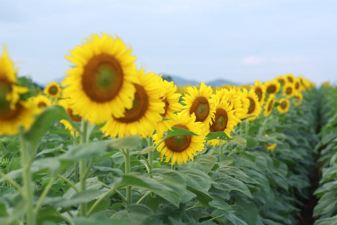 Mỗi năm hoa nở thành hai vụ: vụ đầu năm vào tháng 2, tháng 3 và cụ cuối năm vào tháng 11, tháng 12. Thông thường, cuối tuần là thời điểm thu hút nhiều khách du lịch nhất, có lúc lên đến hàng nghìn lượt người.
