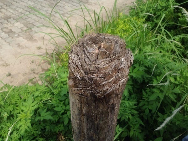 Nhiều đoạn cây khô và đã được chặt cụt nửa thân cây...