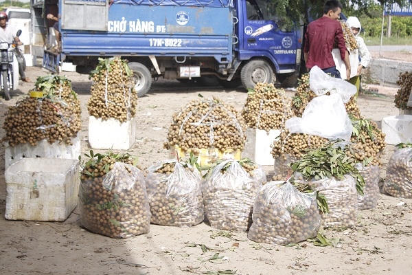 Hiện tại giá nhãn bán cho các con buôn có giá giao động từ 20 - 25 nghìn/kg.
