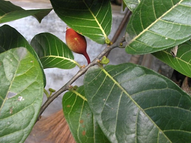 10 loại c&acirc;y cực độc trồng quanh nh&agrave; c&oacute; thể giết người trong nh&aacute;y mắt