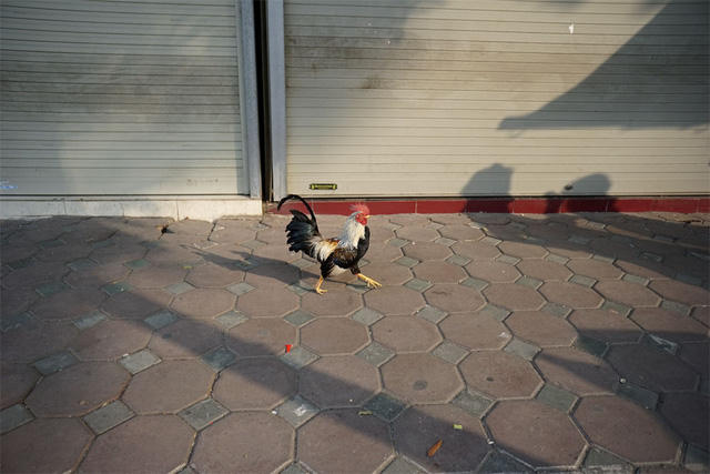Một chú gà tre đang tung tăng trên hè phố.