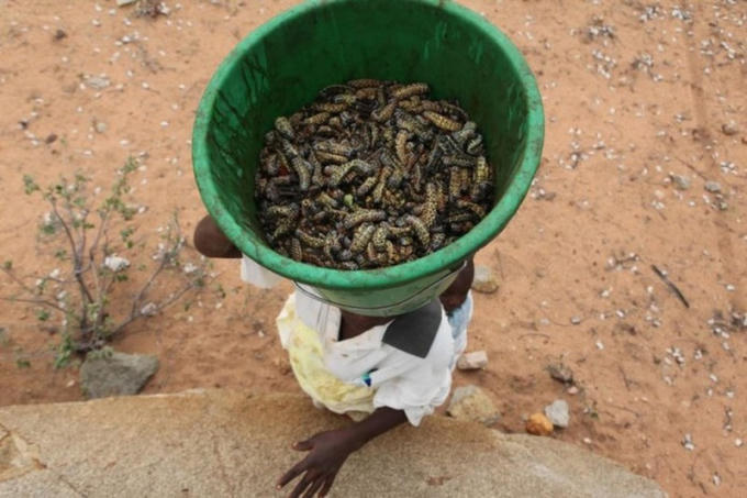 Mỗi năm Nam Phi buôn bán 1,6 triệu kg sâu bướm Mopane.