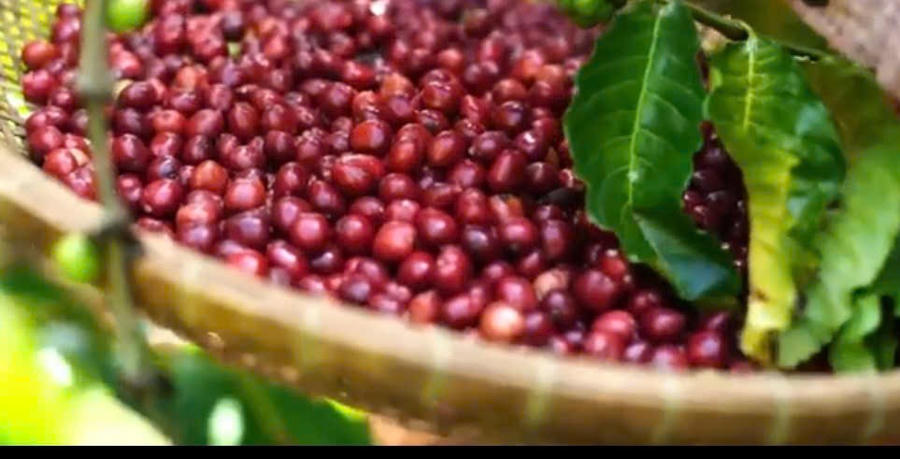 Những trái cà phê chín đỏ, căng tròn tạo nên một hương vụ đậm đà khó phai trên vùng đất đỏ Bazan của tỉnh Đắk Lắk. Ảnh: T.H