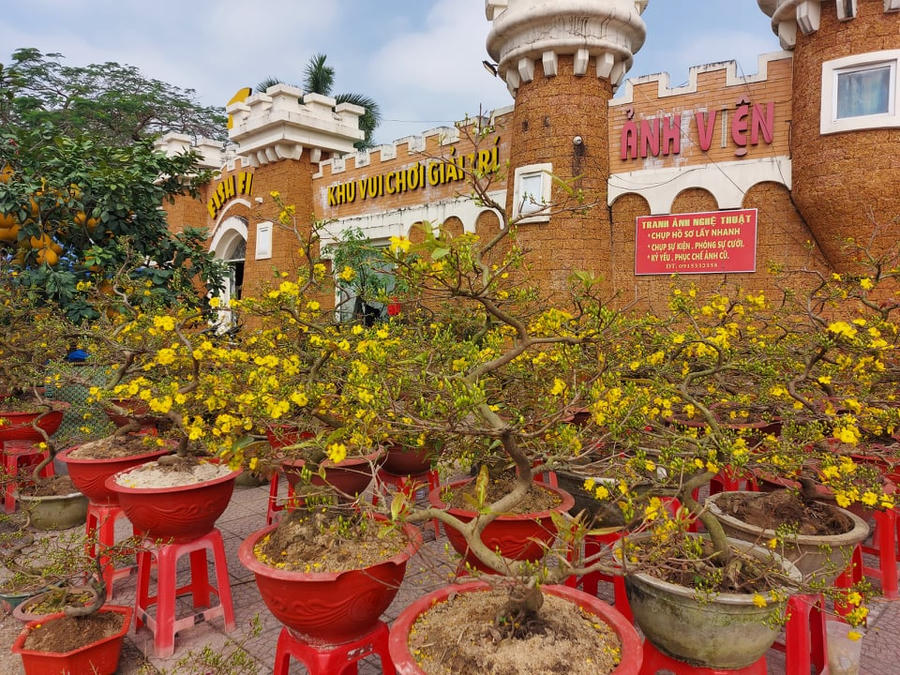 Sẽ có 8 điểm bán hoa, cây cảnh dịp tết Nguyên đán tại TP Vinh.