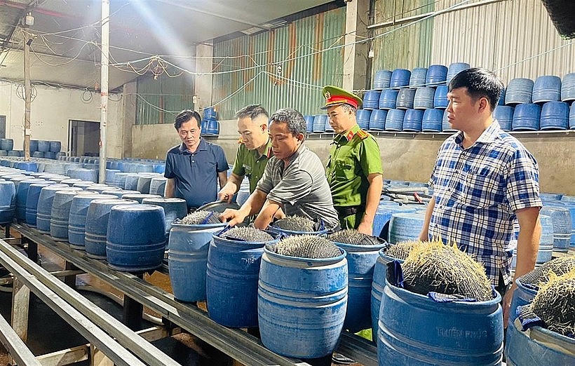 Công an tỉnh Lào Cai đột kích, kiểm tra các cơ sở làm giá đỗ. (Ảnh: Công an Lào Cai)