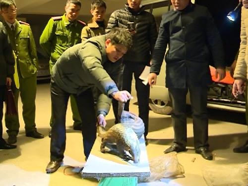 Lực lượng chức năng đang thu giữ tê tê.