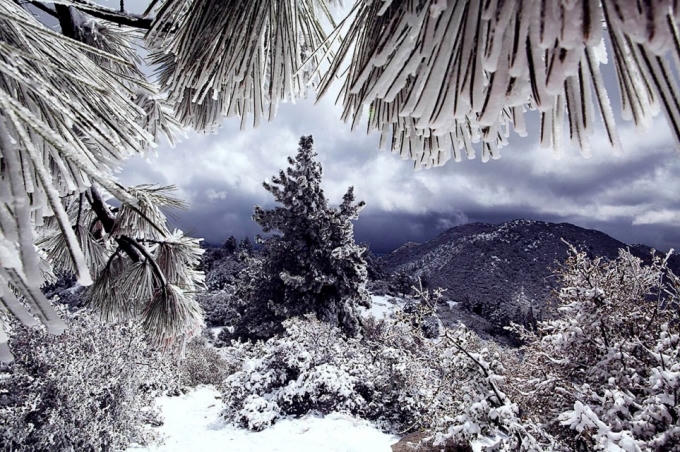 Một vùng tuyết trắng xóa ở Idyllwild, California, Mỹ. Ảnh: Lucia Griggi.