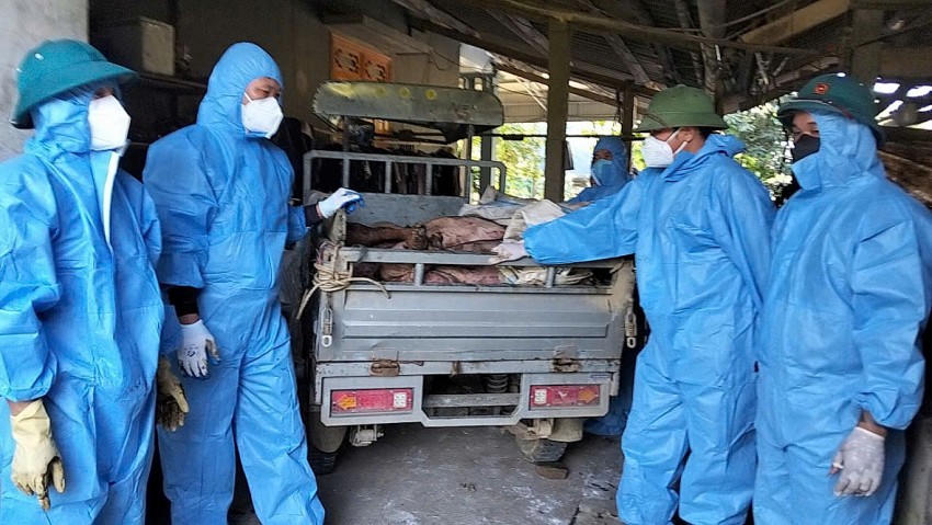 Lực lượng chức năng xã Xuân Vân đưa lợn bị bệnh dịch tả lợn châu Phi đi tiêu hủy. (Ảnh: Sở NN&MT tỉnhTuyên Quang).