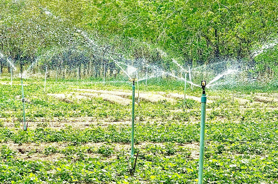Áp dụng khoa học kỹ thuật để phát triển nông nghiệp công nghệ cao, không những giúp tạo nên những cánh đồng trù phú cung cấp các sản phẩm nông nghiệp sạch mà con thu hút rất nhiều du khách đến tham quan, trải nghiệm.