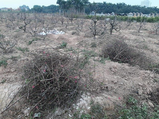 Cành đào được ngắt bỏ tại ruộng.