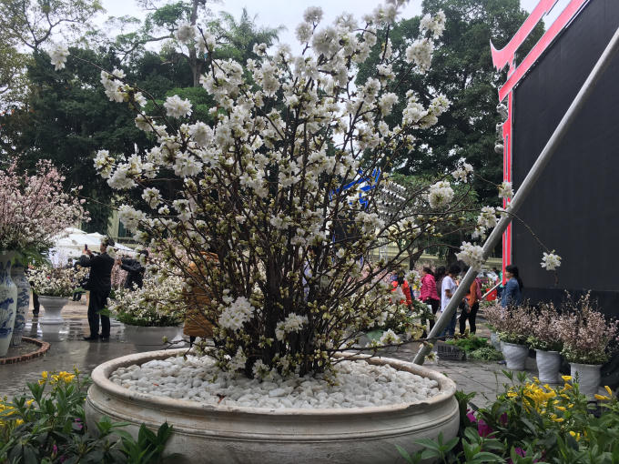 Rực rỡ sắc hoa anh đào tại Hà Nội