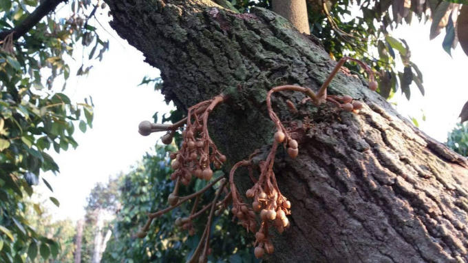 Sầu riêng trong vườn nhà ông Lợi bị đầu độc, quả non bị cháy và khô trên cây.