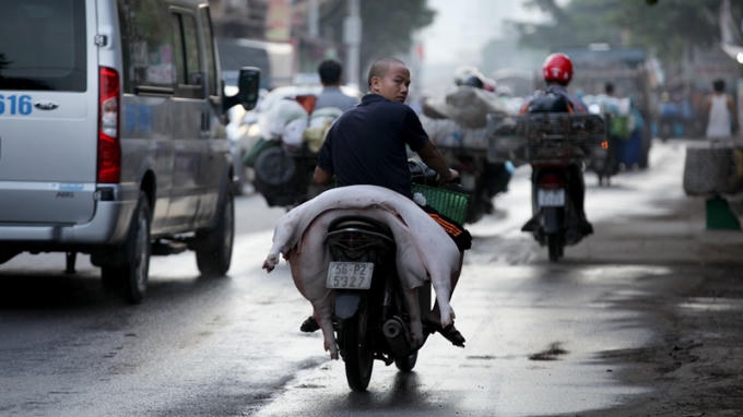 Đã có quy định xử phạt việc vận chuyển gia súc không đúng quy định, tuy nhiên, thực tế những hình thức vận chuyển kiểu này vẫn diễn ra hàng ngày trên dọc tuyến QL6 đoạn hướng vào quận Hà Đông.