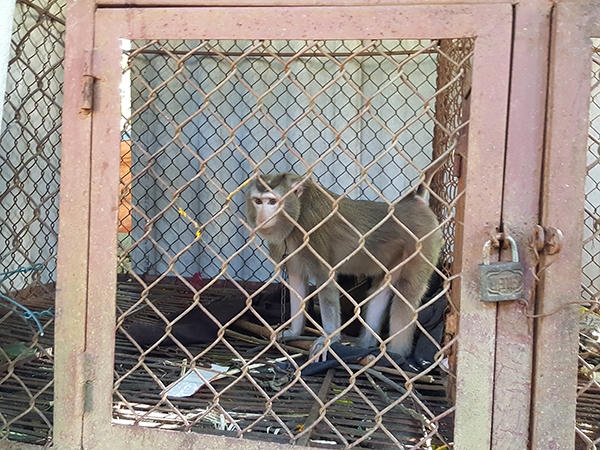 Cảm xúc buồn bã của một chú khỉ bị nuôi nhốt trong lồng sắt, cách li tự nhiên.