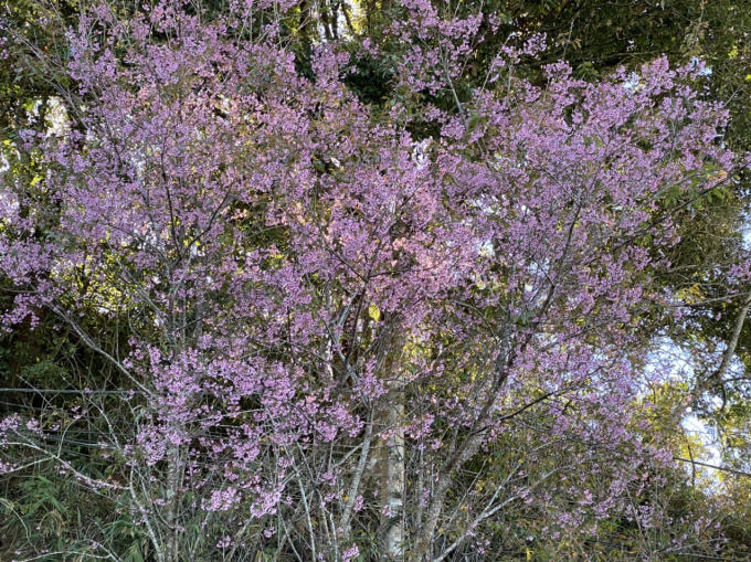 Mai Anh Đào là nét đặc trưng riêng của thành phố ngàn hoa. Loài hoa này chỉ sống và khoe sắc ở nơi có độ cao trên 1000 m so với mặt nước biển.