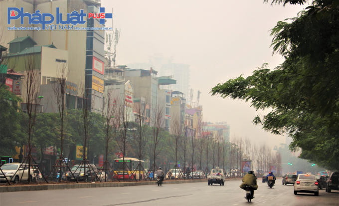 Trong thời gian tới, TP Hà Nội sẽ tiếp tục trồng cây phong trên tuyến phố Nguyễn Chí Thanh, Láng Hạ