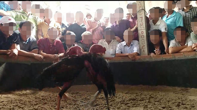 Rất đông con bạc vây quanh sới gà để bắt độ.