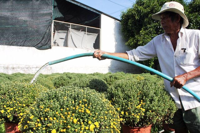 Người dân Chợ Lách tất bật chăm sóc hoa để chuẩn bị đưa ra chợ bán Tết.