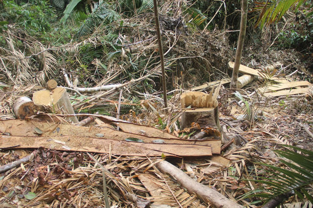 Gỗ rừng bị cắt ngổn ngang.