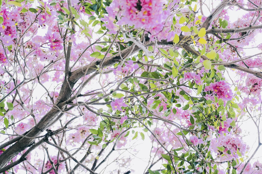 Mỗi khi hoa mở, lá cây sẽ rụng hết nhường chỗ cho những đoá hoa tô điểm rực trời. Tại nhiều tuyến đường quen thuộc, không khó để chiêm ngưỡng nét đẹp dịu dàng của hoa, như đường Điện Biên Phủ, Võ Thị Sáu, Võ Văn Kiệt, Hàm Nghi…