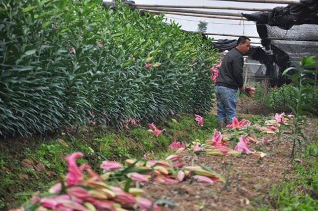 Người nông dân đang phải cắt bỏ những bông hoa đã nở to