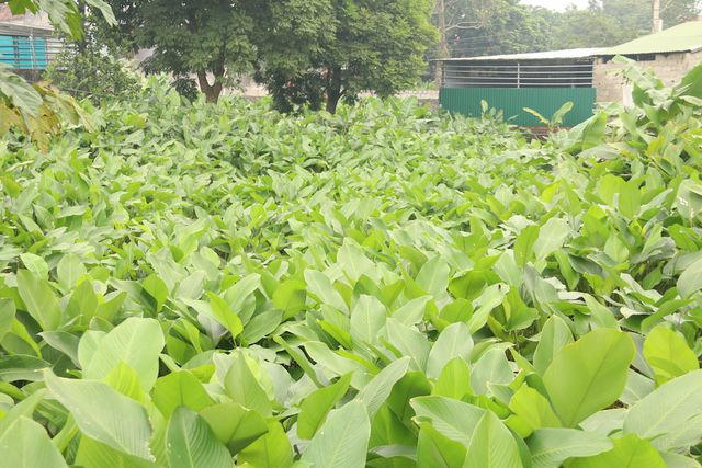 Tới thôn Tràng Cát vào những ngày cuối năm đâu đâu cũng thấy lá dong, từ ngoài đồng cho đến vườn nhà. Người dân trong thôn cho biết, việc trồng lá dong khá đơn giản, chỉ cần tách nhánh rồi trồng sau đó chăm bón, làm cỏ rồi đợi ngày thu hoạch.
