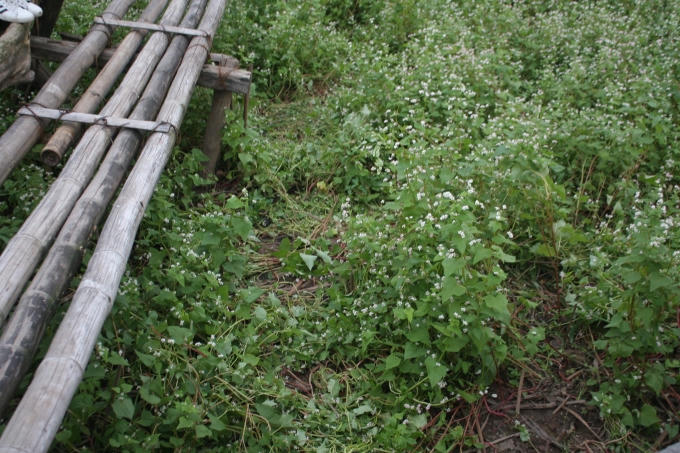 Rất nhiều lối đi được tạo ra bởi những cây hoa đã bị dẫm đạp khiến cánh đồng hoa "xơ xác"