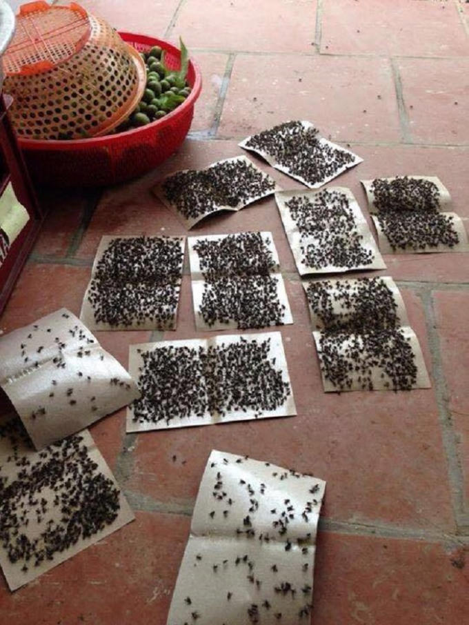 Những chiếc bẫy ruồi gần như "hoạt động hết công suất".