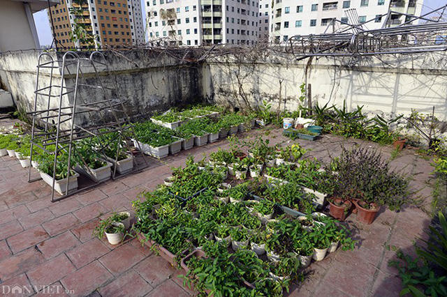 Nhìn bên ngoài khá đẹp, nhưng bên trong lại tồn tại một hình ảnh khác. Nhiều khu vực tại khu tái định cư N5B đang xuống cấp. Tầng thượng được người dân "hô biến" thành khu vườn tự phát để trồng rau.